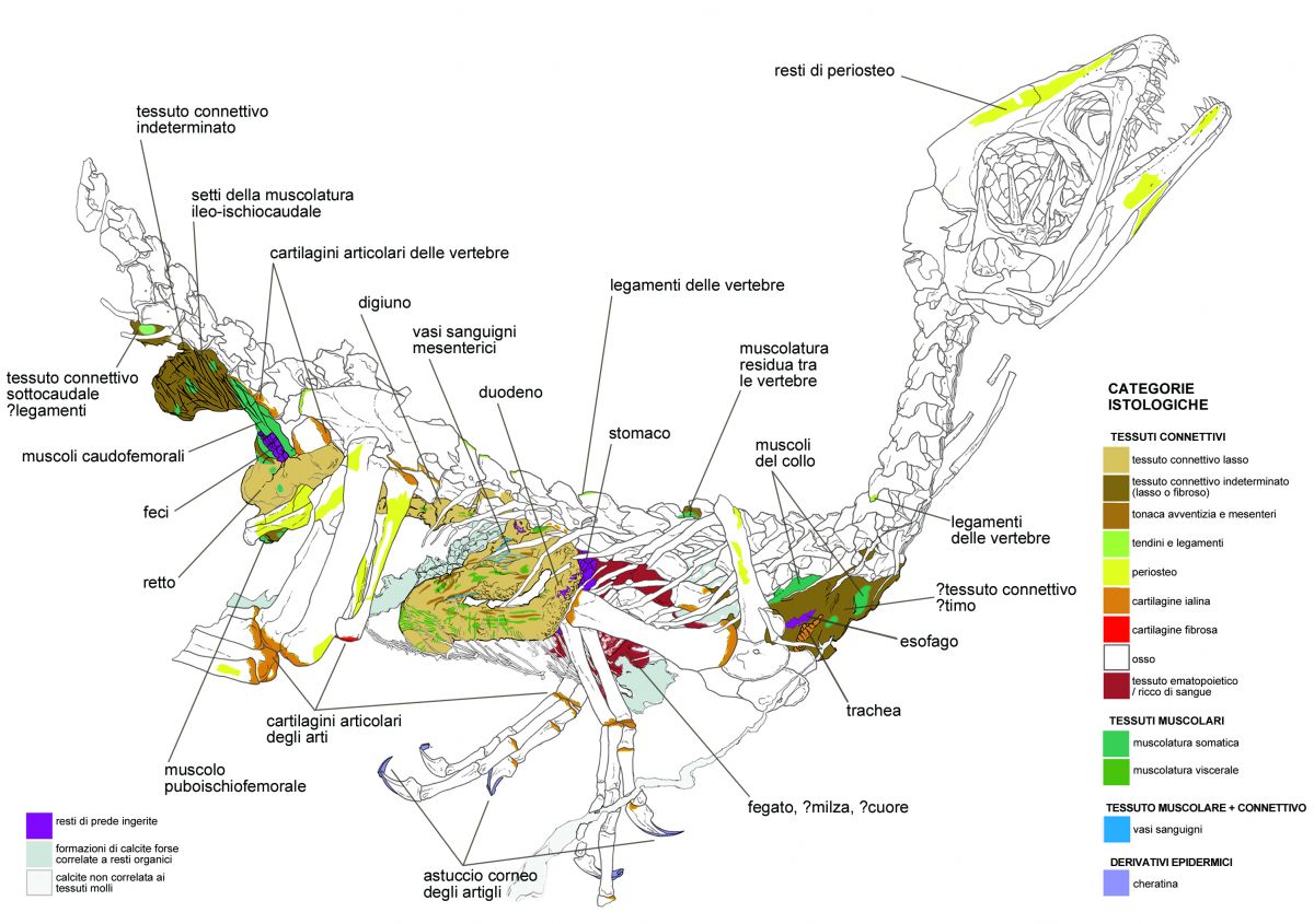 Un dinosauro unico al mondo em Scipionyx samniticus em detto